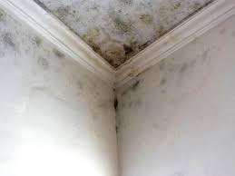 Mold Remediation for Rental Properties in Sedona, AZ