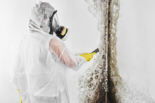 Environmental Consulting for Mold Prevention in Sedona, AZ