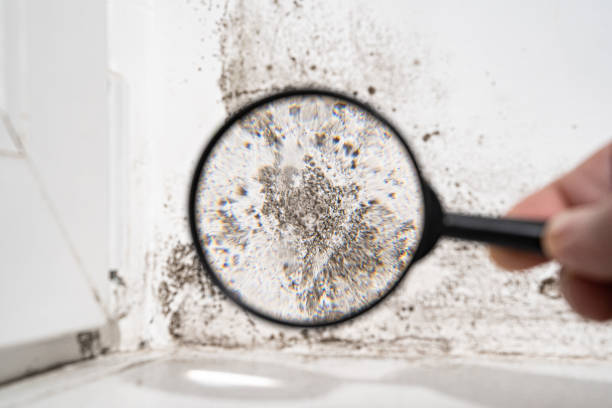  Sedona, AZ Mold Prevention & Removal Pros